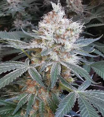 Banana Gorilla > Linda Seeds | Semillas feminizadas  |  Indica